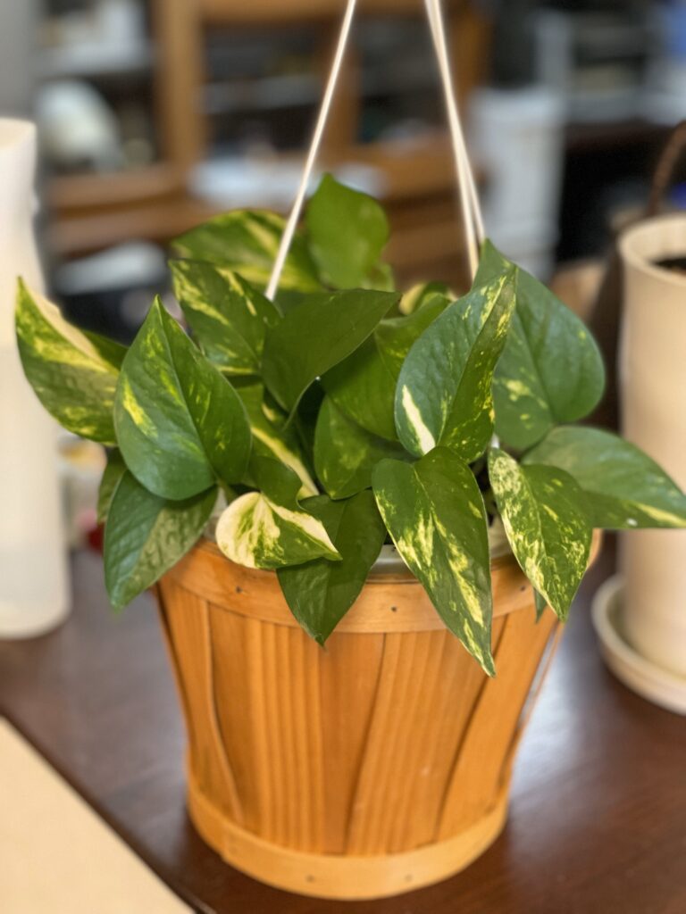 吊り鉢に植えたポトス。実際には吊らずに棚の上に置いて使用。葉の模様が空間に彩りを添える