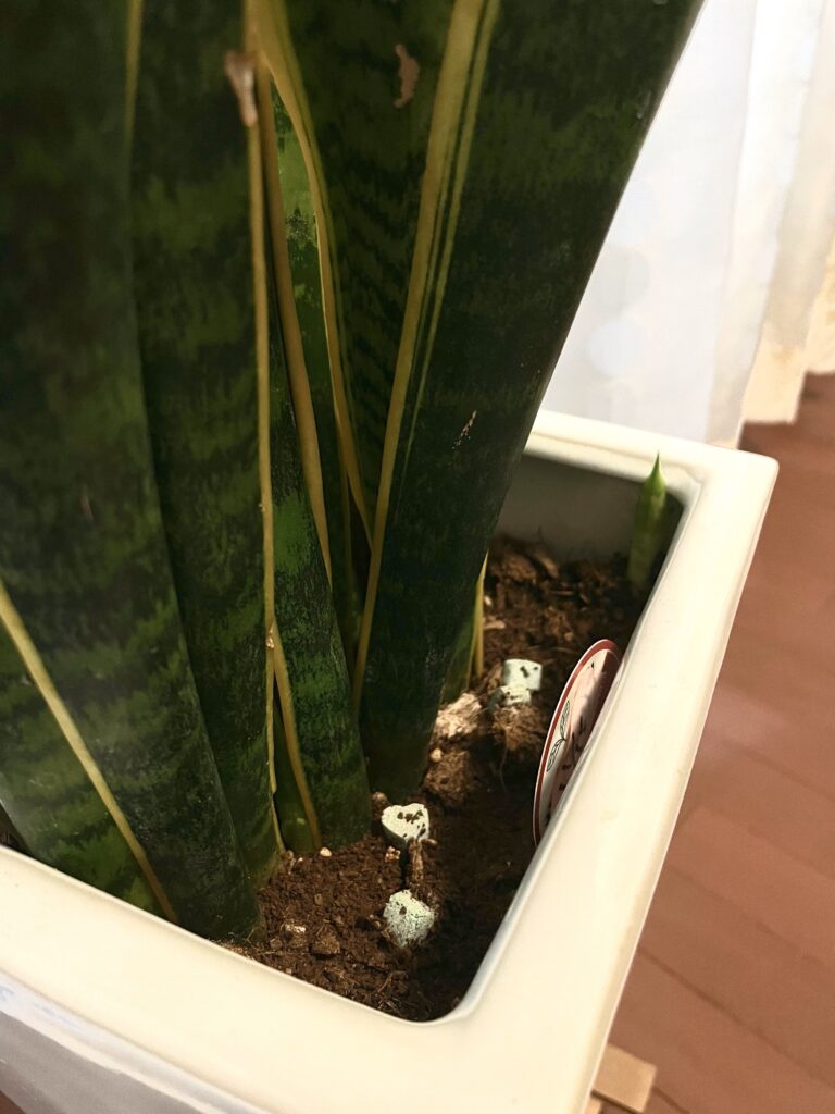 サンスベリアの根元に出てきた新芽。生命力と成長を象徴する風水的な意味も