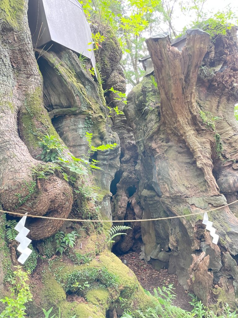 御神木・大楠の根元を撮影した写真