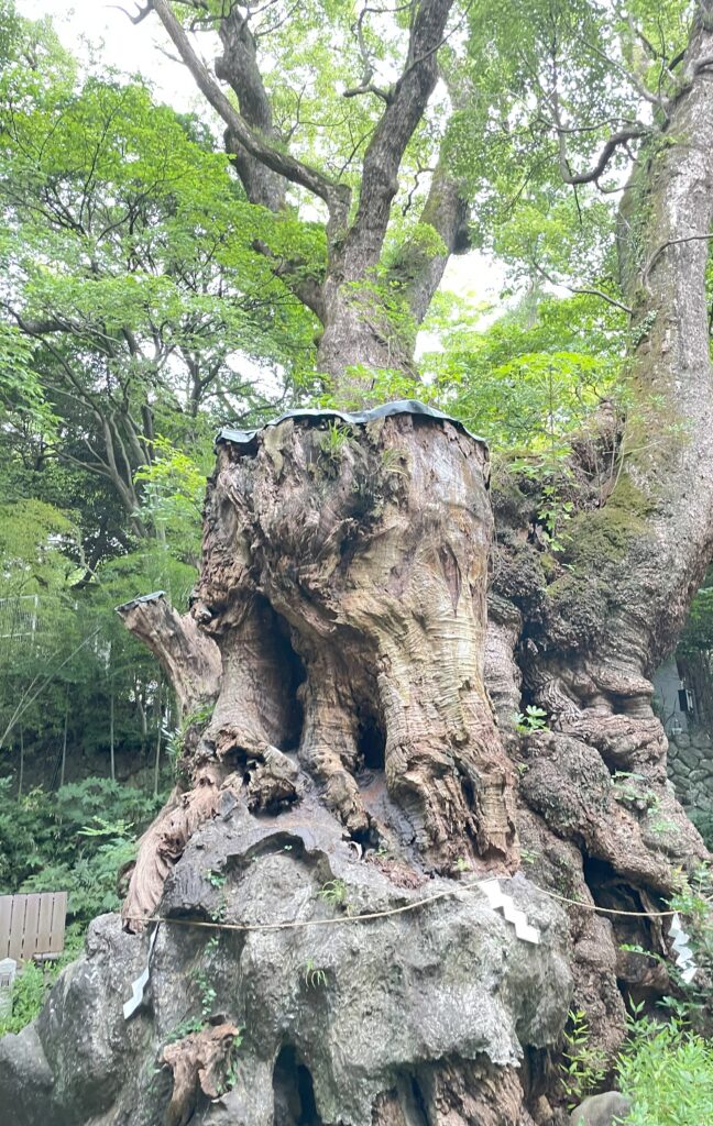 来宮神社の境内にある大楠の全景