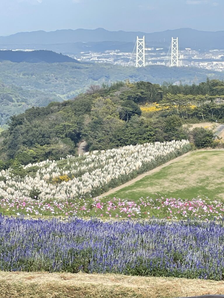 コスモスが咲く淡路島の花畑から、遠くに明石海峡大橋