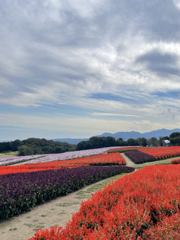 あわじ花さじきのサルビア畑