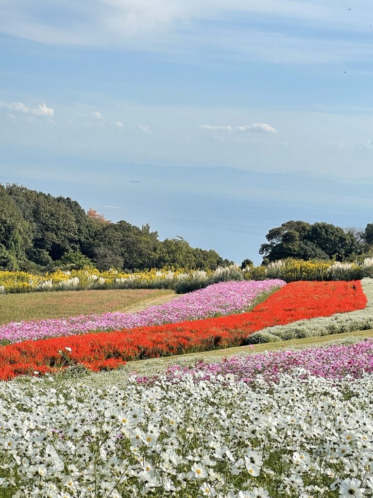 丘と海と空が広がる花畑の風景