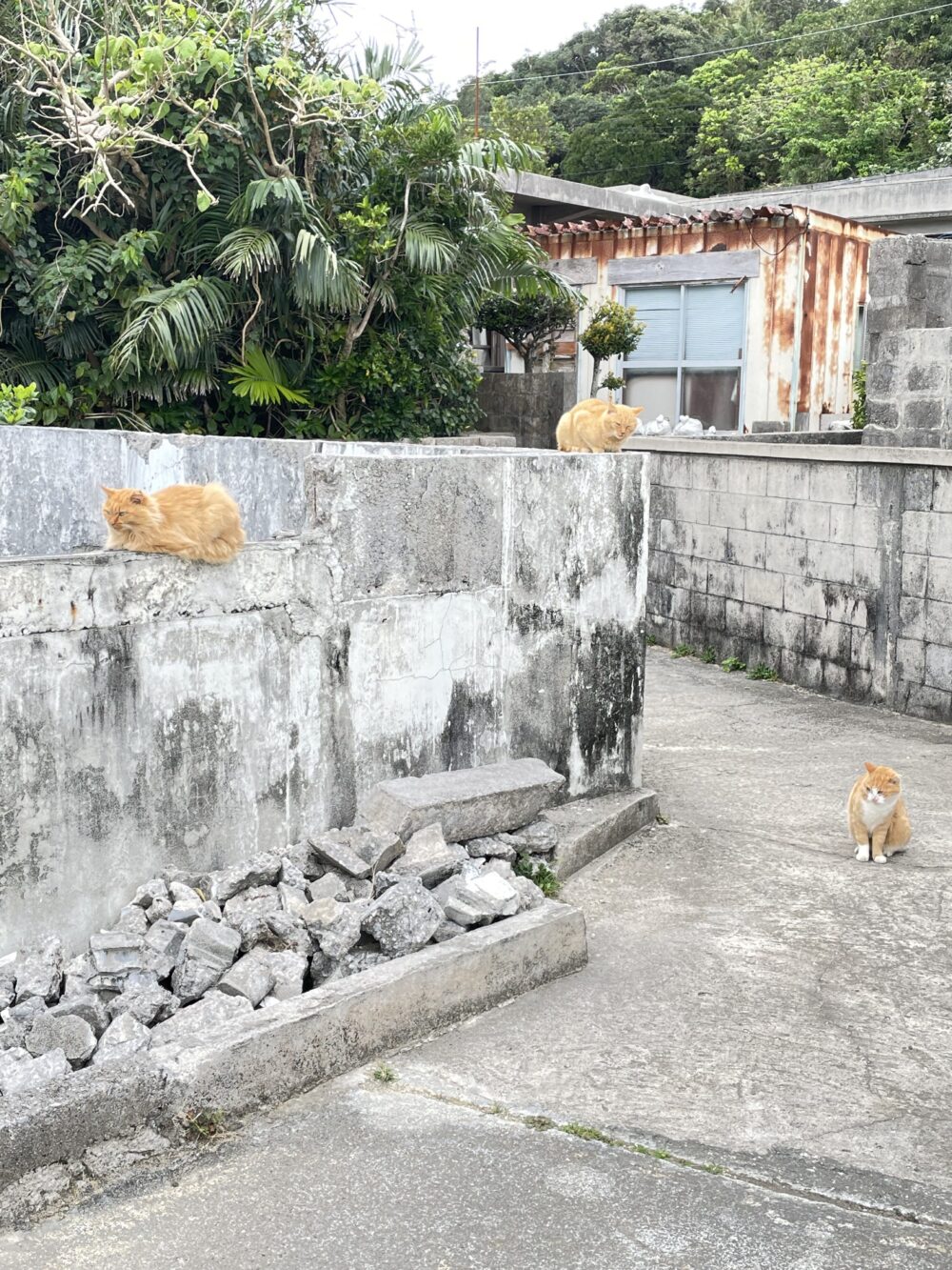 大神島の民家近くでくつろぐ猫たち
