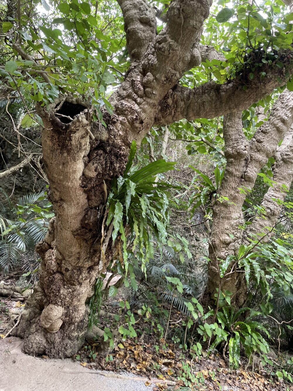 シルミチュー参道の樹木とシダ植物
