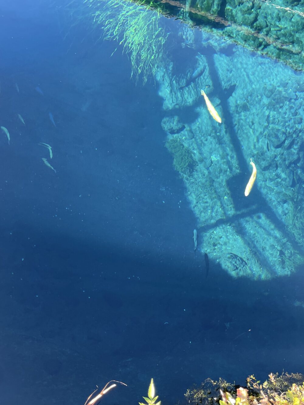 透き通った湧水池を泳ぐ鯉と水草