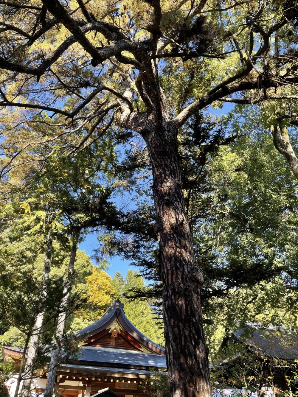 武田神社の境内に立つ珍しい三葉の松と社殿の屋根