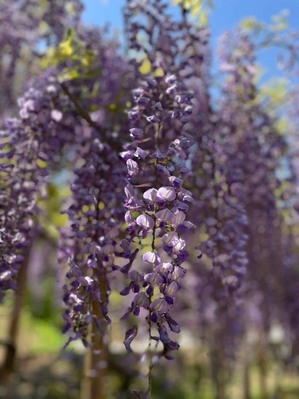 萬葉植物園で撮影した藤の花のクローズアップ