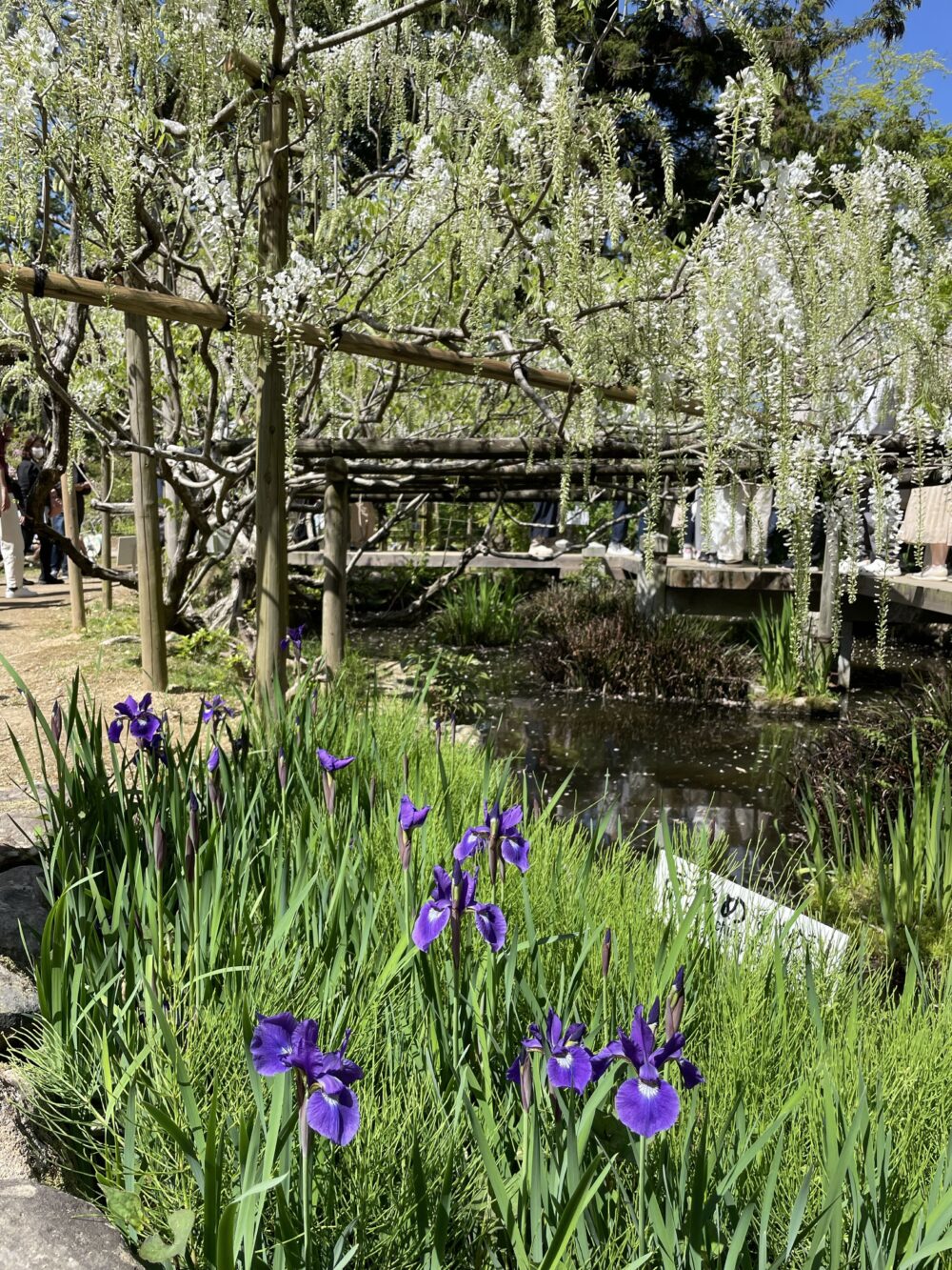 白い藤と紫のアヤメが咲く萬葉植物園の池周り