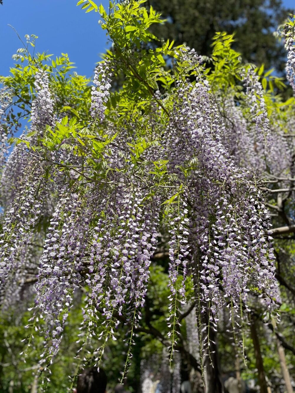 萬葉植物園に咲き誇る薄紫の藤の花