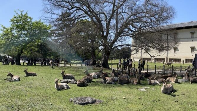奈良公園でくつろぐ鹿たち