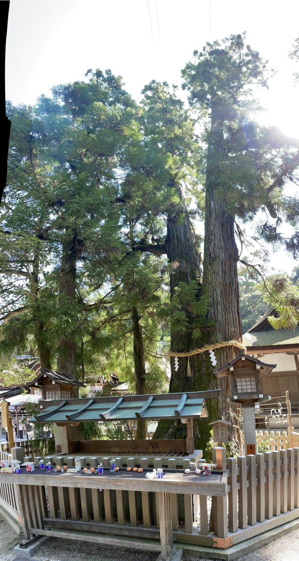 巳の神杉と奉納された卵・酒・ジュース|大神神社の神木
