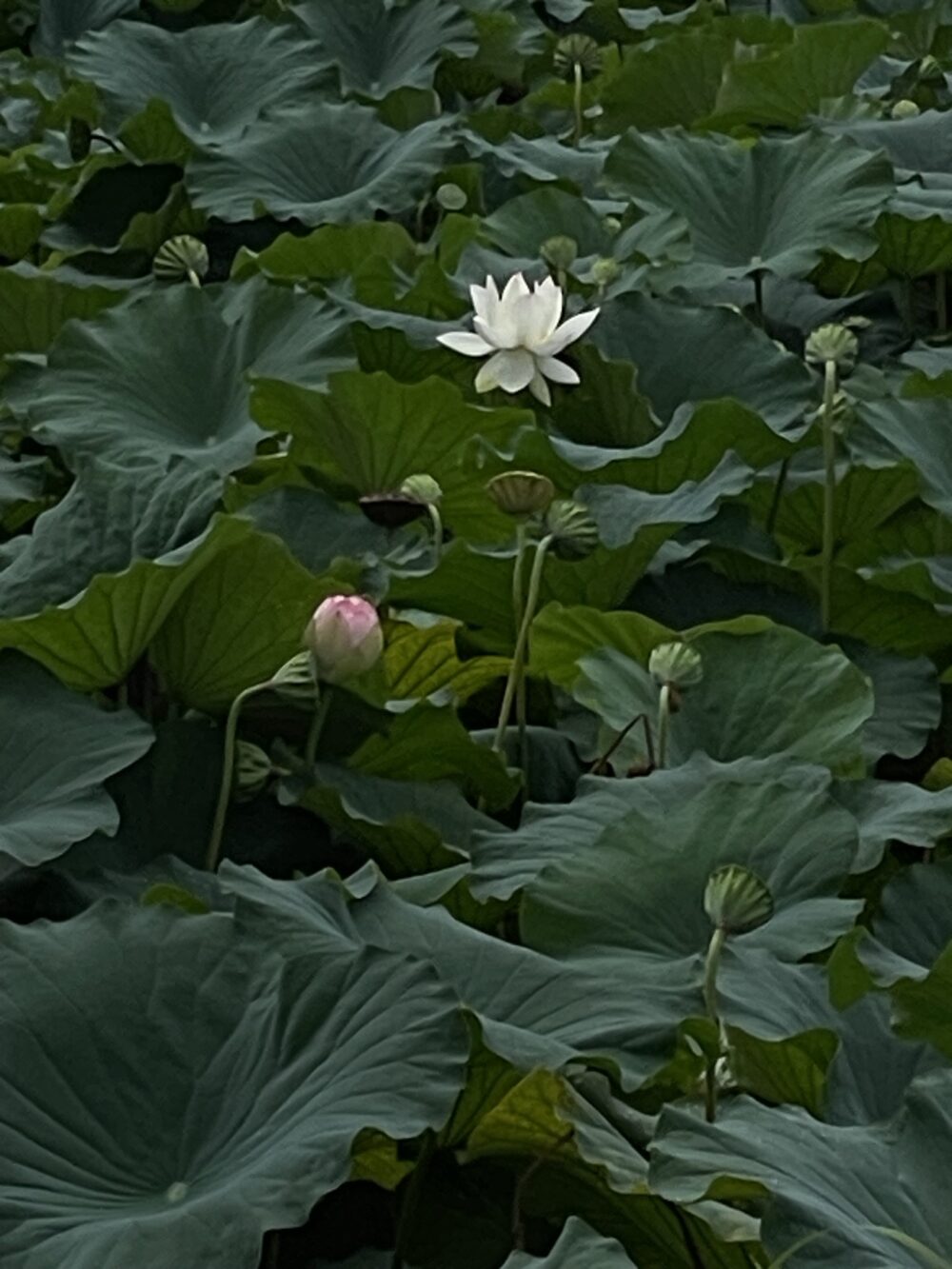 蓮の花咲くお堀