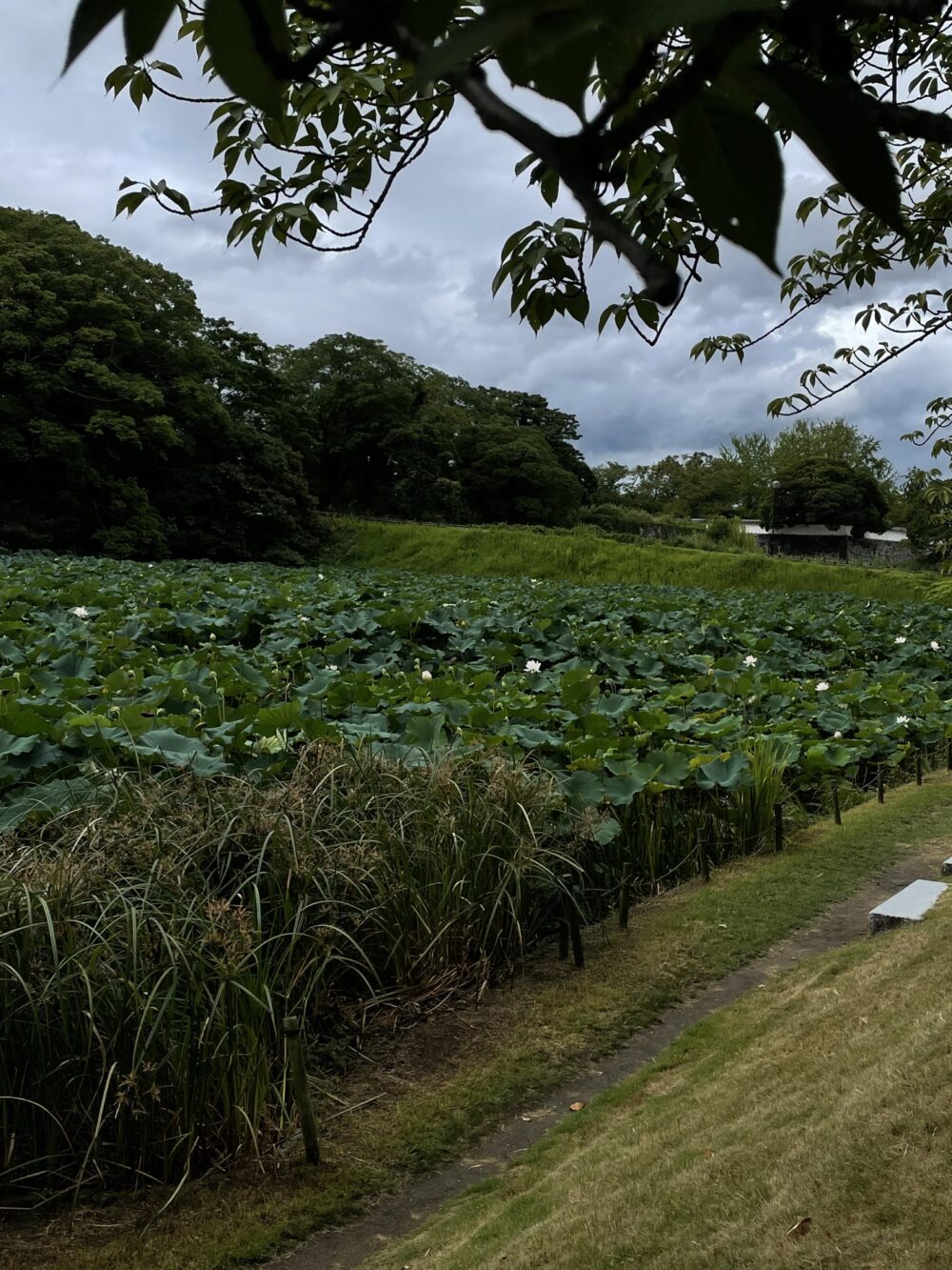 蓮の花咲くお堀
