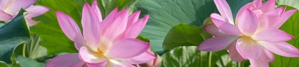 伊賀八幡宮の朱塗りの楼門と、手前に咲く大賀蓮の花