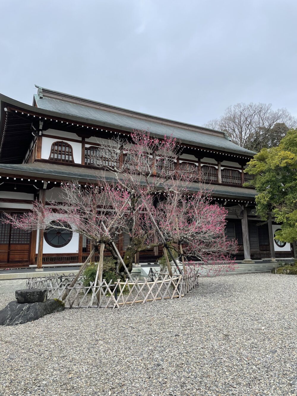 春の梅が咲く清涼寺の境内。石田三成の菩提寺として伝承が残る。
