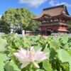 伊賀八幡宮の朱塗りの楼門と、手前に咲く大賀蓮の花