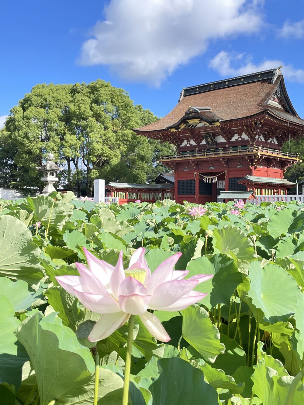 伊賀八幡宮の朱塗りの楼門と、手前に咲く大賀蓮の花