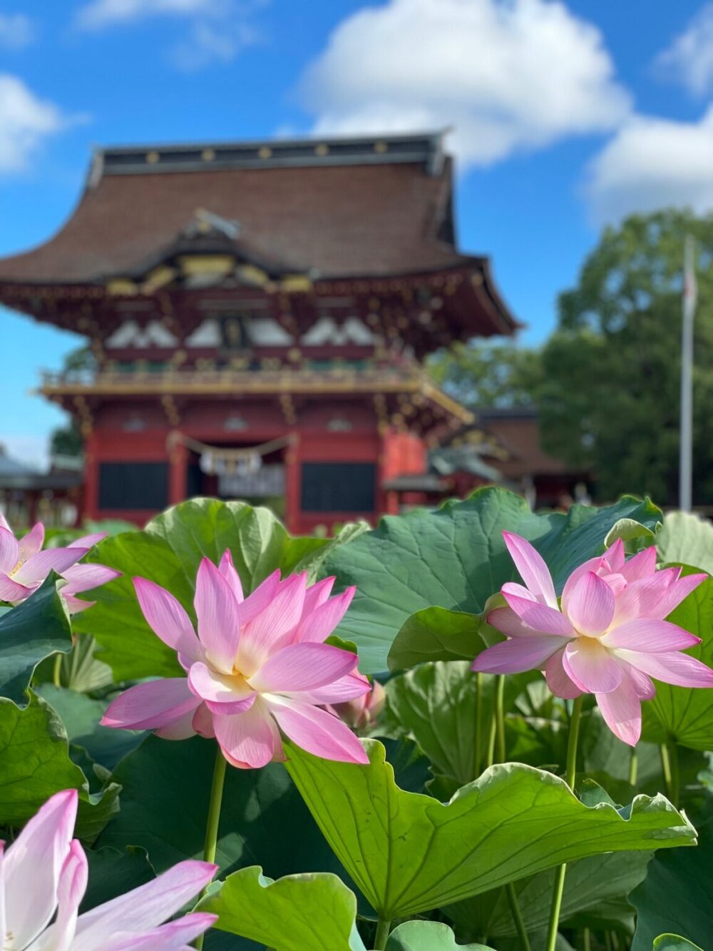 伊賀八幡宮の朱塗りの楼門と、手前に咲く大賀蓮の花