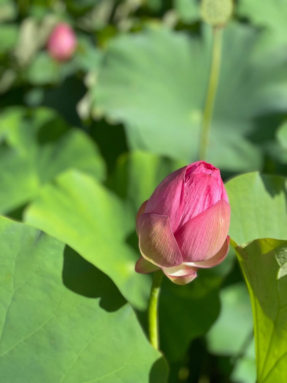 伊賀八幡宮の蓮池で見つけた、濃いピンク色の蓮のつぼみのクローズアップ