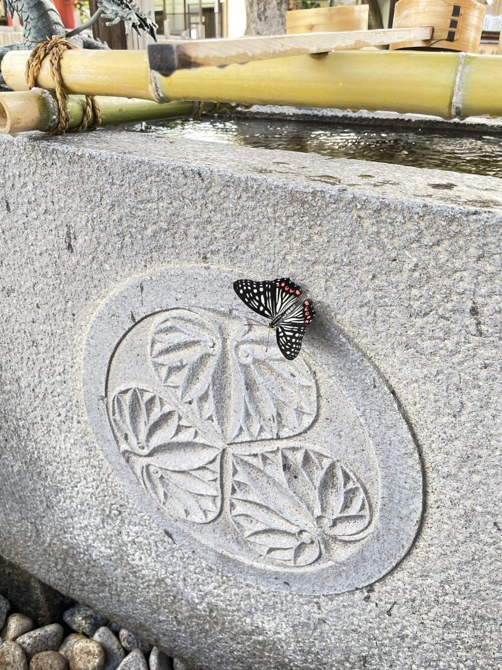 手水舎で羽を休める蝶。まさに神域の清らかな吉兆。