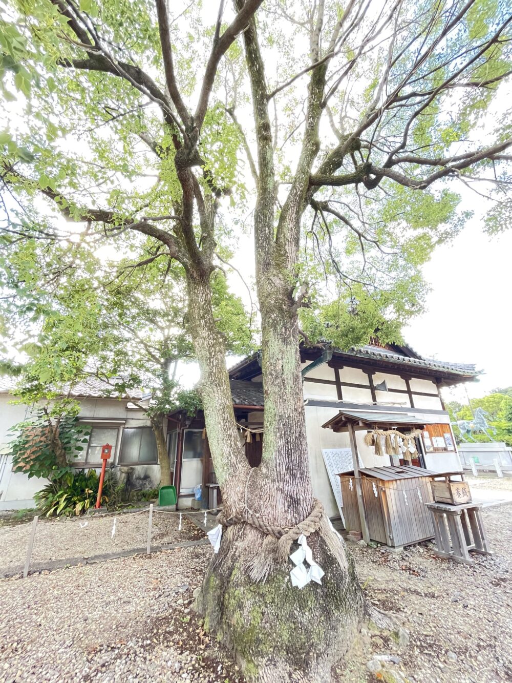 しめ縄が巻かれた伊賀八幡宮のご神木