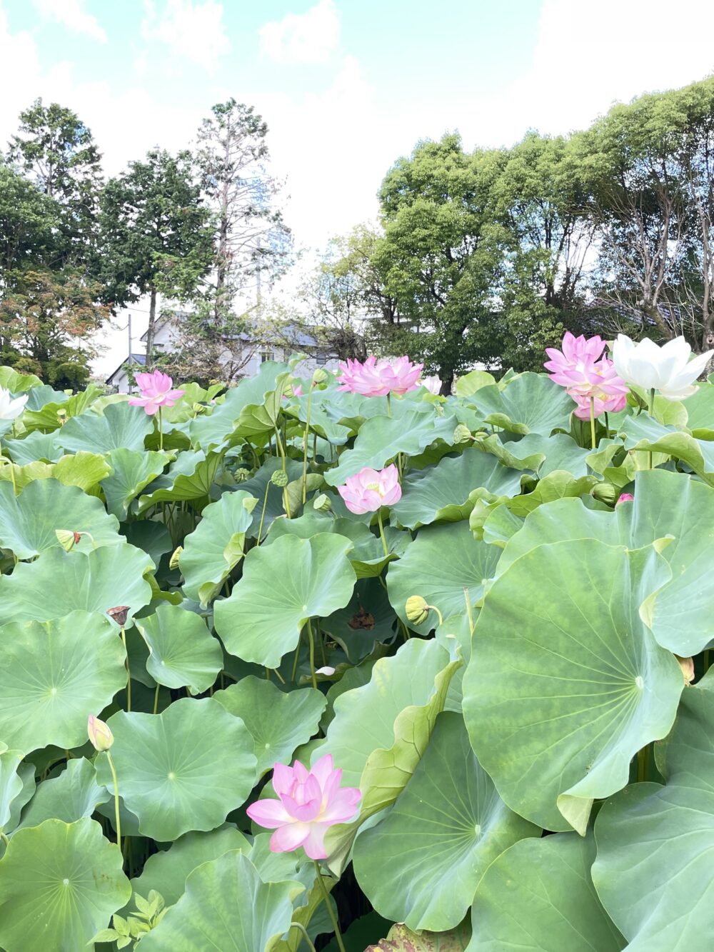 夏の青空の下、満開の蓮が咲き誇る伊賀八幡宮の蓮池