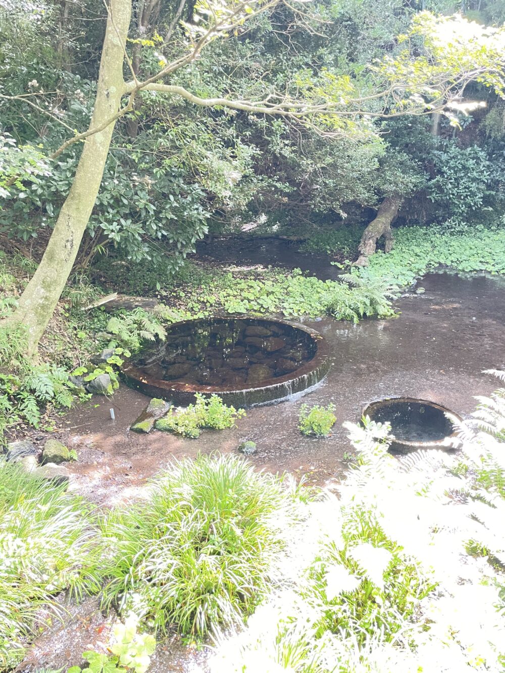 柿田川公園「舟付場(湧き間)」の湧水スポット。2つの井戸跡から澄んだ水が湧き出し、周囲の豊かな緑に包まれている様子。