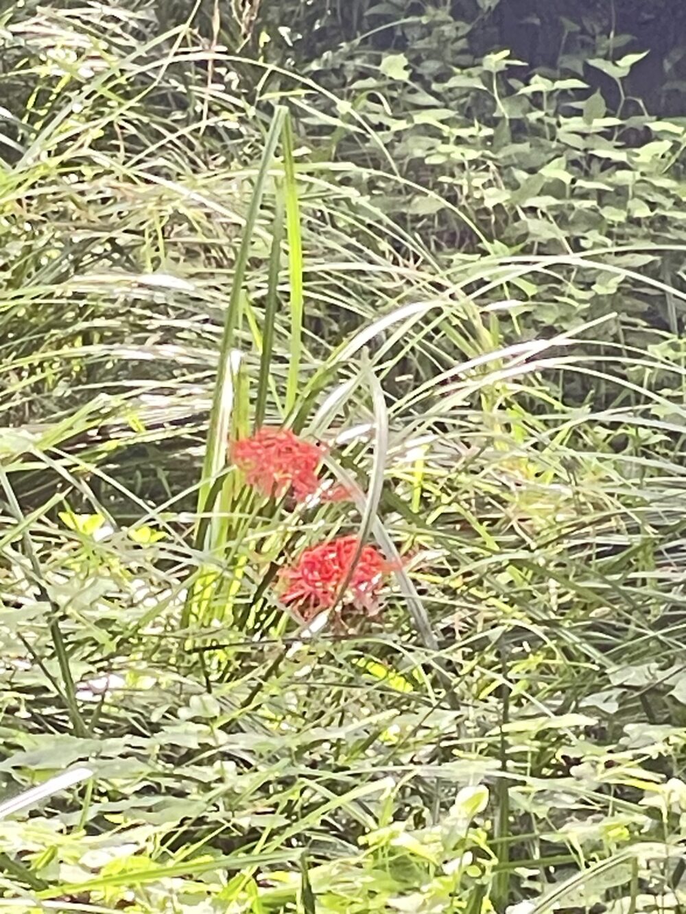 9月上旬に咲き始めた赤い彼岸花が緑の草むらの中で鮮やかに映える様子。