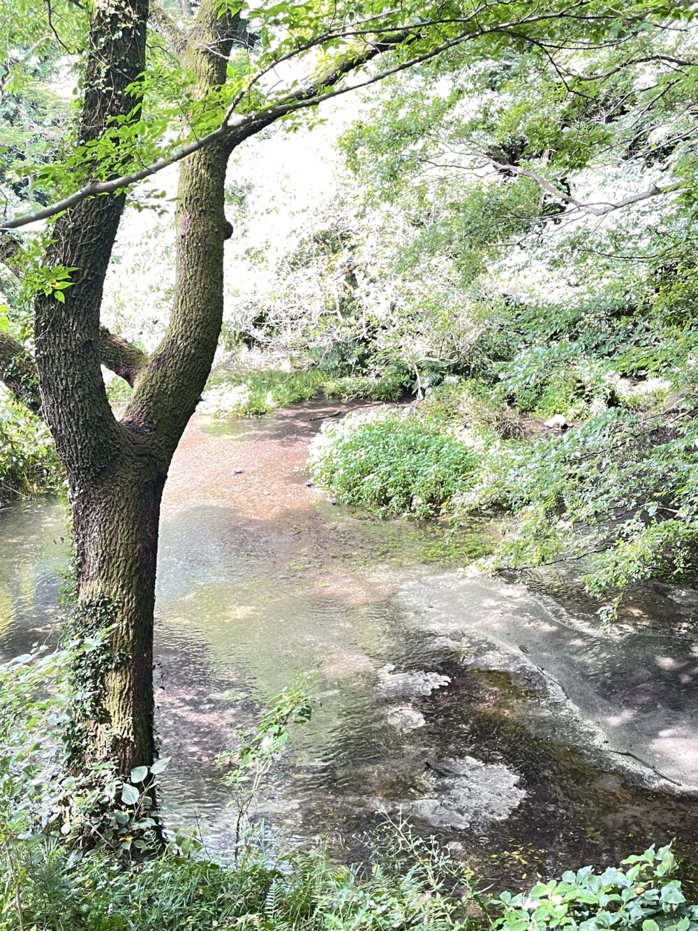 第一展望台から見下ろした柿田川。透明な流れと周囲の木々。