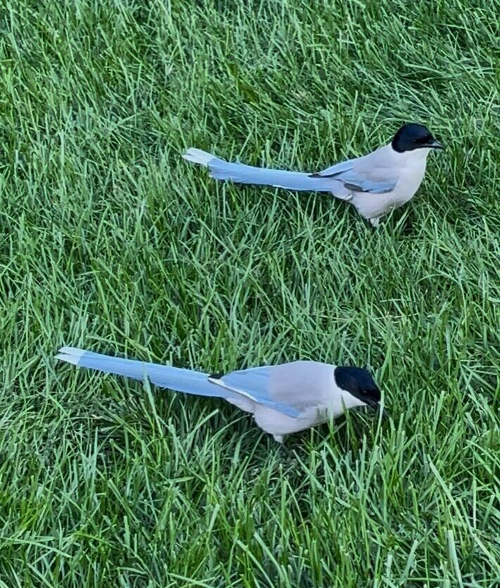 北京・天壇公園の芝生を歩くカササギ（喜鹊）2羽。黒い頭と淡いグレーの体、長い尾羽が特徴。