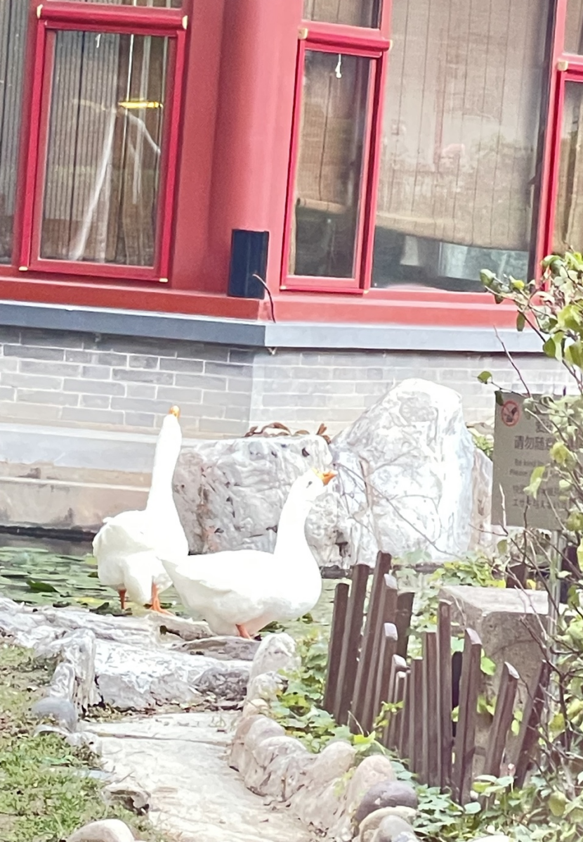 長富宮飯店の庭園を歩く白いガチョウ